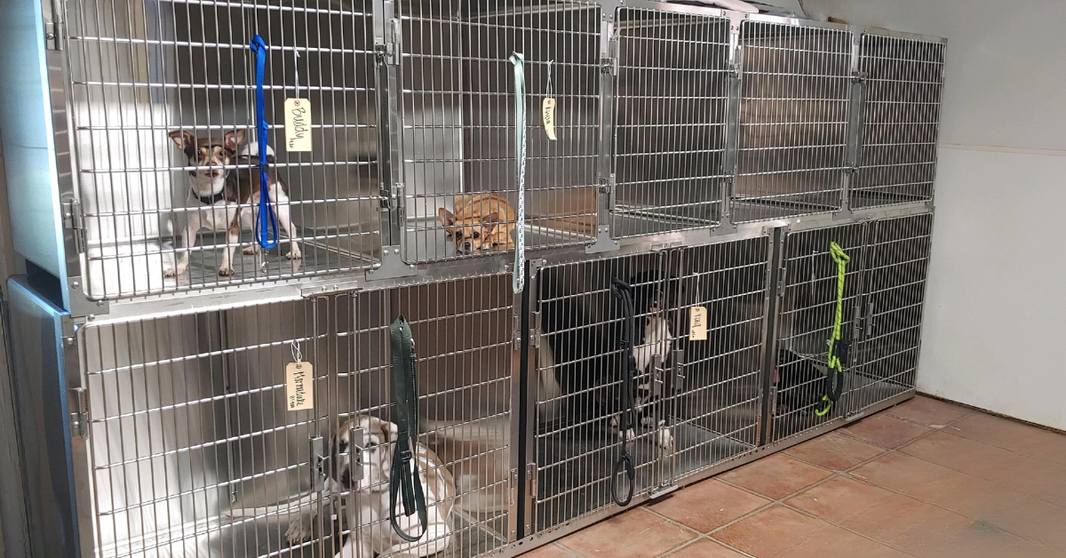 The Role of Veterinary Tools in Animal Rescue Centers