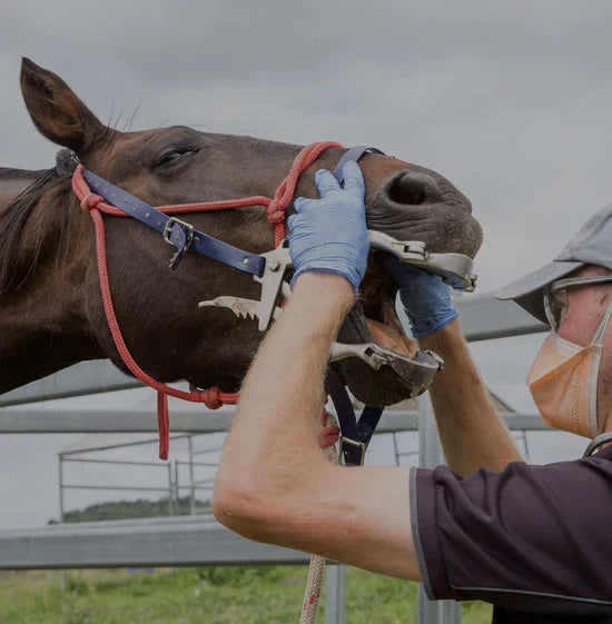 Are Equine Dental Tools Sanitized