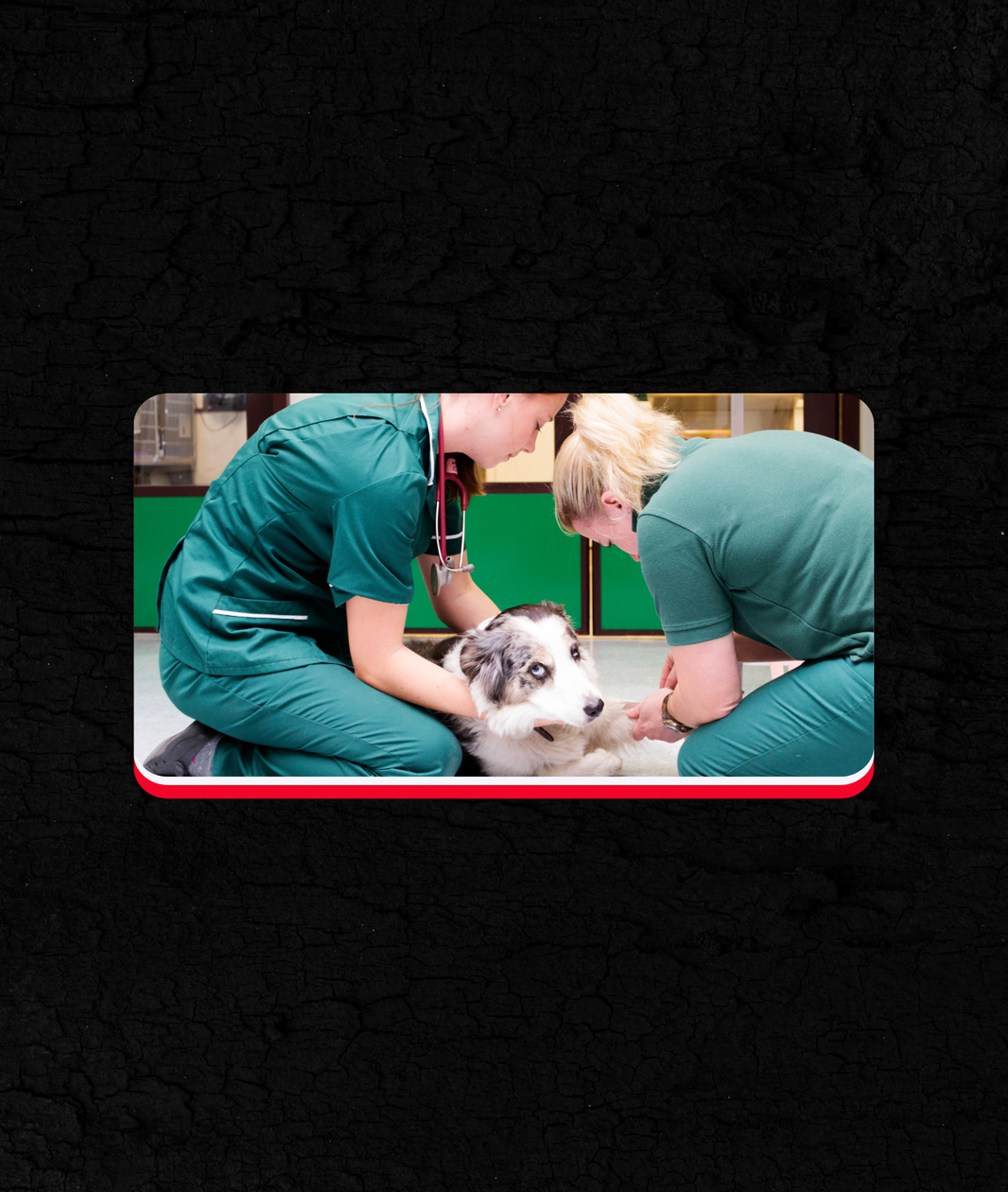 Mhay Industries: A Testament to Quality and Innovation in Veterinary Tools