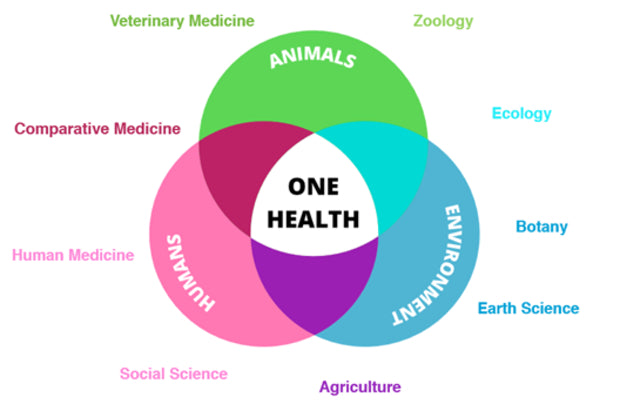 Case Study: How Mhay Industries' Tools Enhanced Veterinary Practices