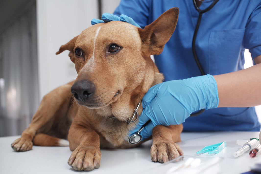 Veterinary Tools: A Comprehensive Buying Guide