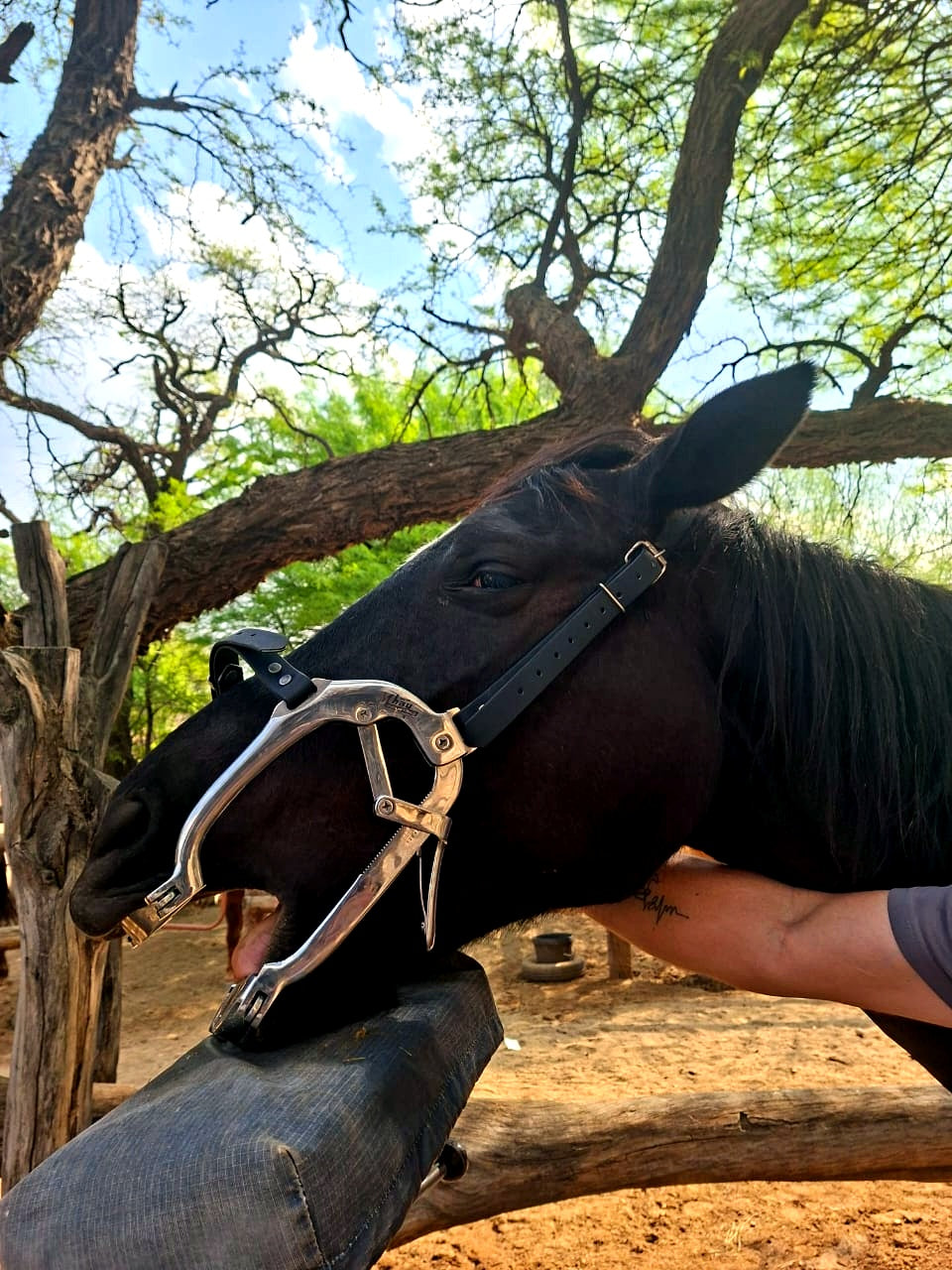 Millennium Equine Dental Speculum