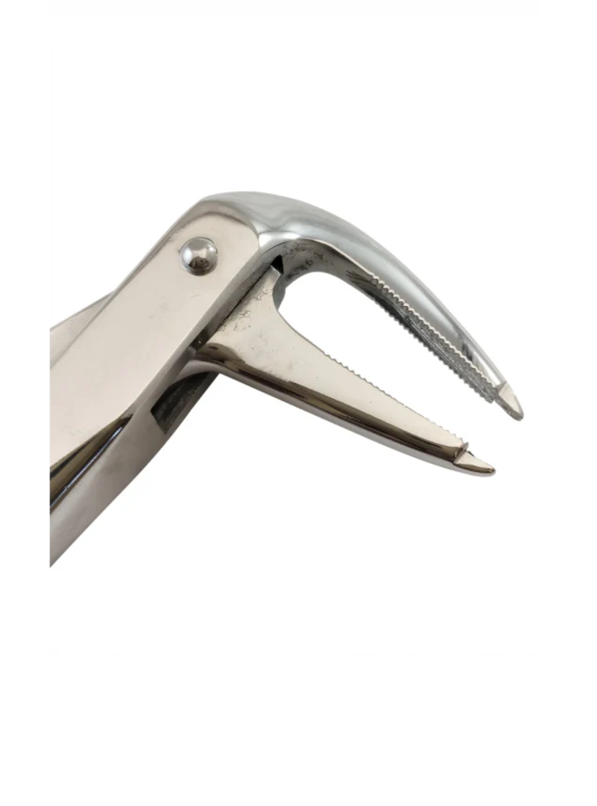 Turned Head Beak Extraction Forceps 6″